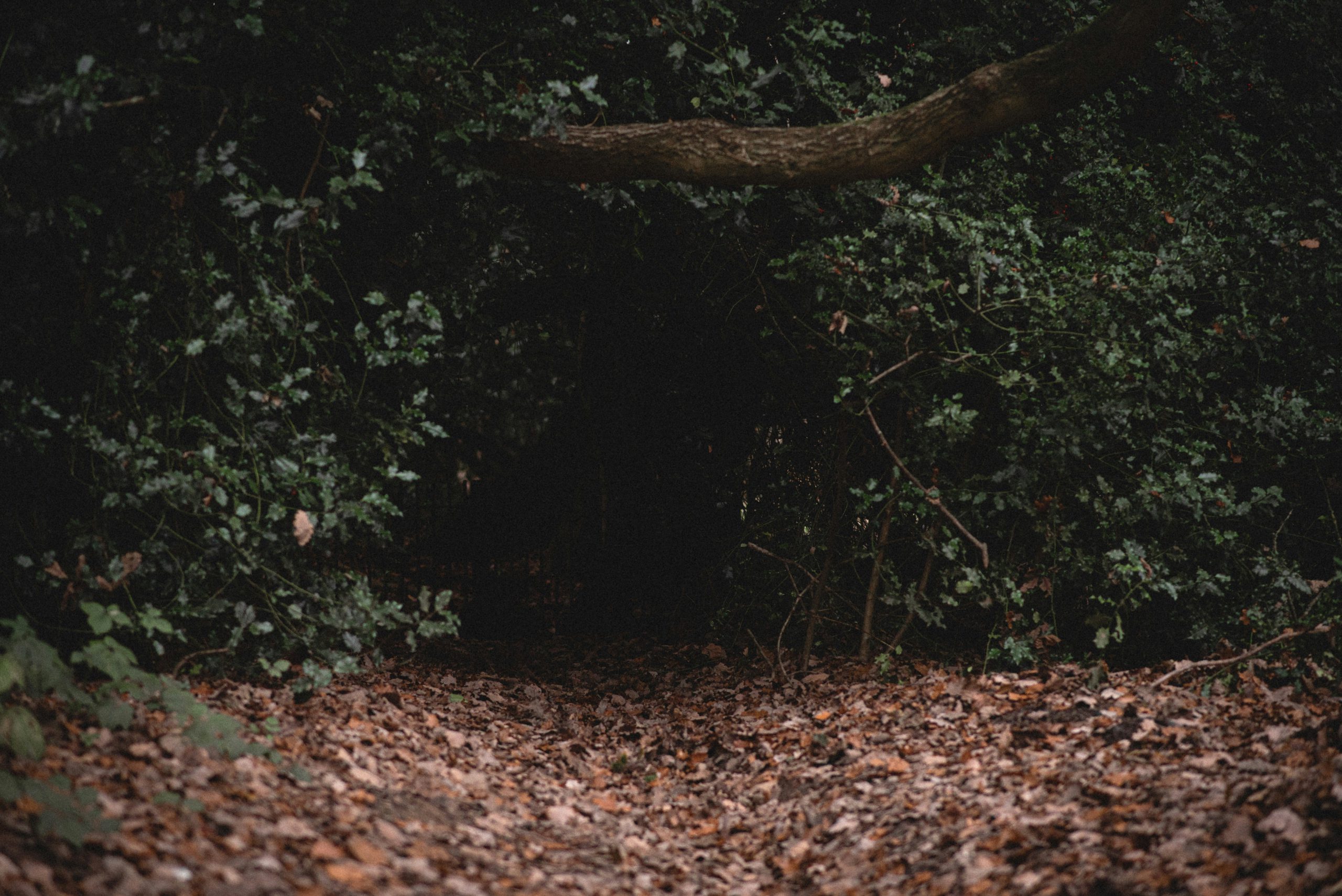 Which mystery is hidden by the dancing forest, The Speulderbos